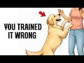 How to train your dog to never jump on you again