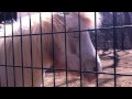 アメリカンミニチュアホース｜長野市城山動物園 の動画、YouTube動画。