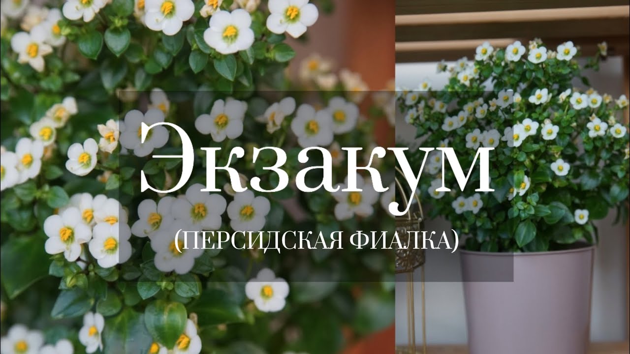 ЭКЗАКУМ (ПЕРСИДСКАЯ ФИАЛКА) ОТ ПОСЕВА И ДО ЦВЕТЕНИЯ