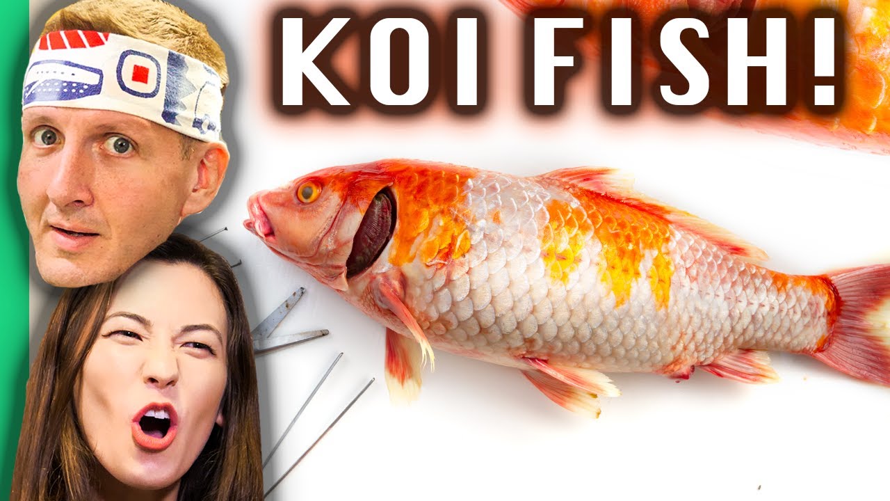 Is It Illegal to Eat Koi Fish in Japan? 