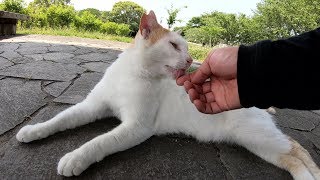 モフったお礼に手を舐めてくれる茶シロ猫
