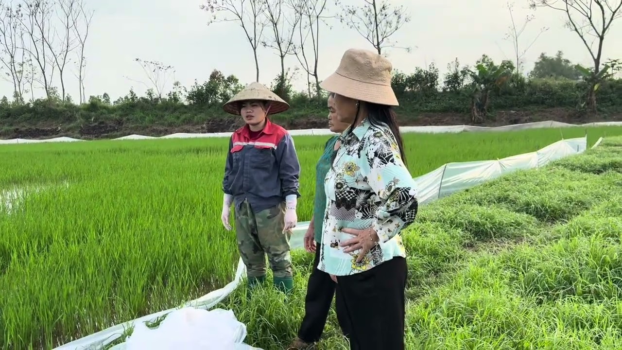 Mụ quế thay tiến ngoài ruộng tức giận đòi phá hết không cho làm ruộng nữa 