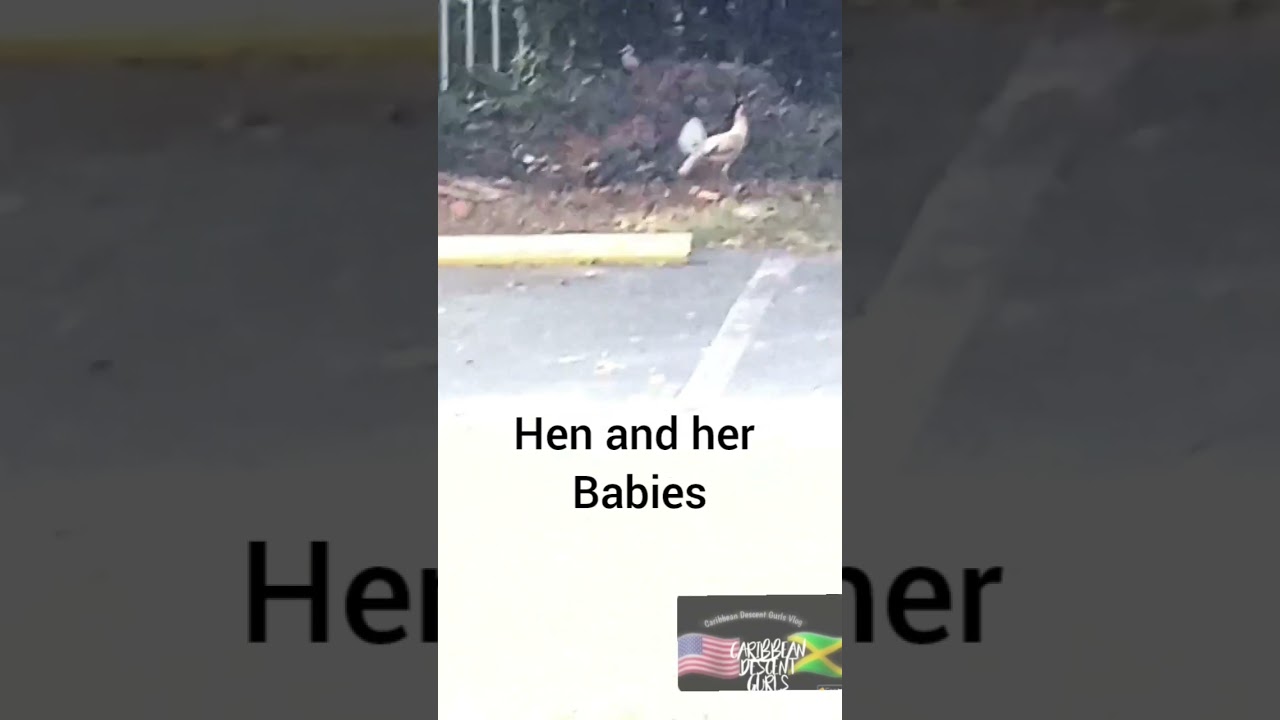 Animals you see every day in Miami.