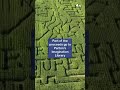 Connecticut corn maze honors Dolly Parton by supporting her children's literacy program