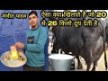 👉क्या खिलाते हैं ,मंजीत यादव अपनी भैंसों को जो🌹इतना ज्यादा दूध निकालती है 20 से 27kg तक(Haryana2021)