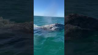 Фото An Adult Gray Whale Blowing On The Surface. IMG 5440