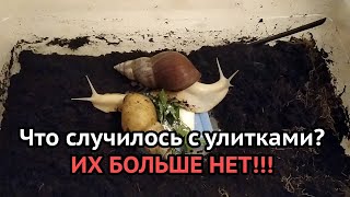 Что случилось с УЛИТКАМИ. Улиток больше нет