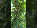 cherry picking Ballarat
