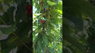 cherry picking Ballarat