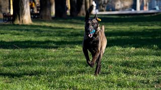 What is the Belgian Malinois' Prey Drive Like?