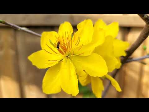 Video Mai Vàng ra hoa giữa mùa hè thật rực rở - youtube