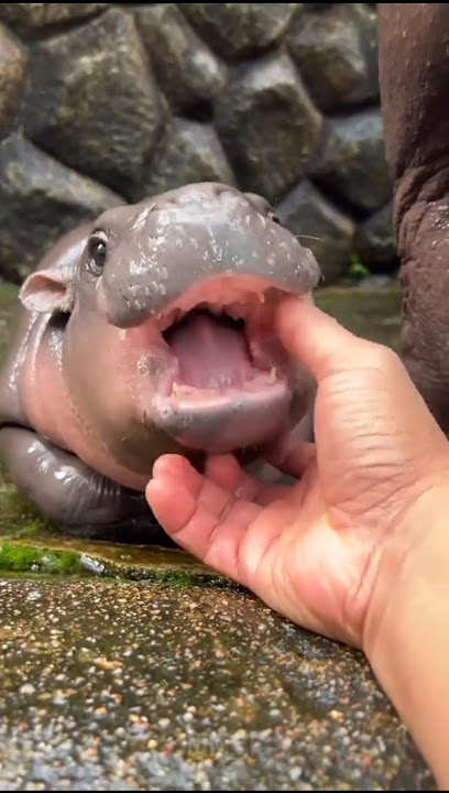 🐾 Nature’s Cutest Glow Ups – Animal Transformations #animalshorts