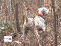 Best Grouse Dog Work Best Grouse Dog Work