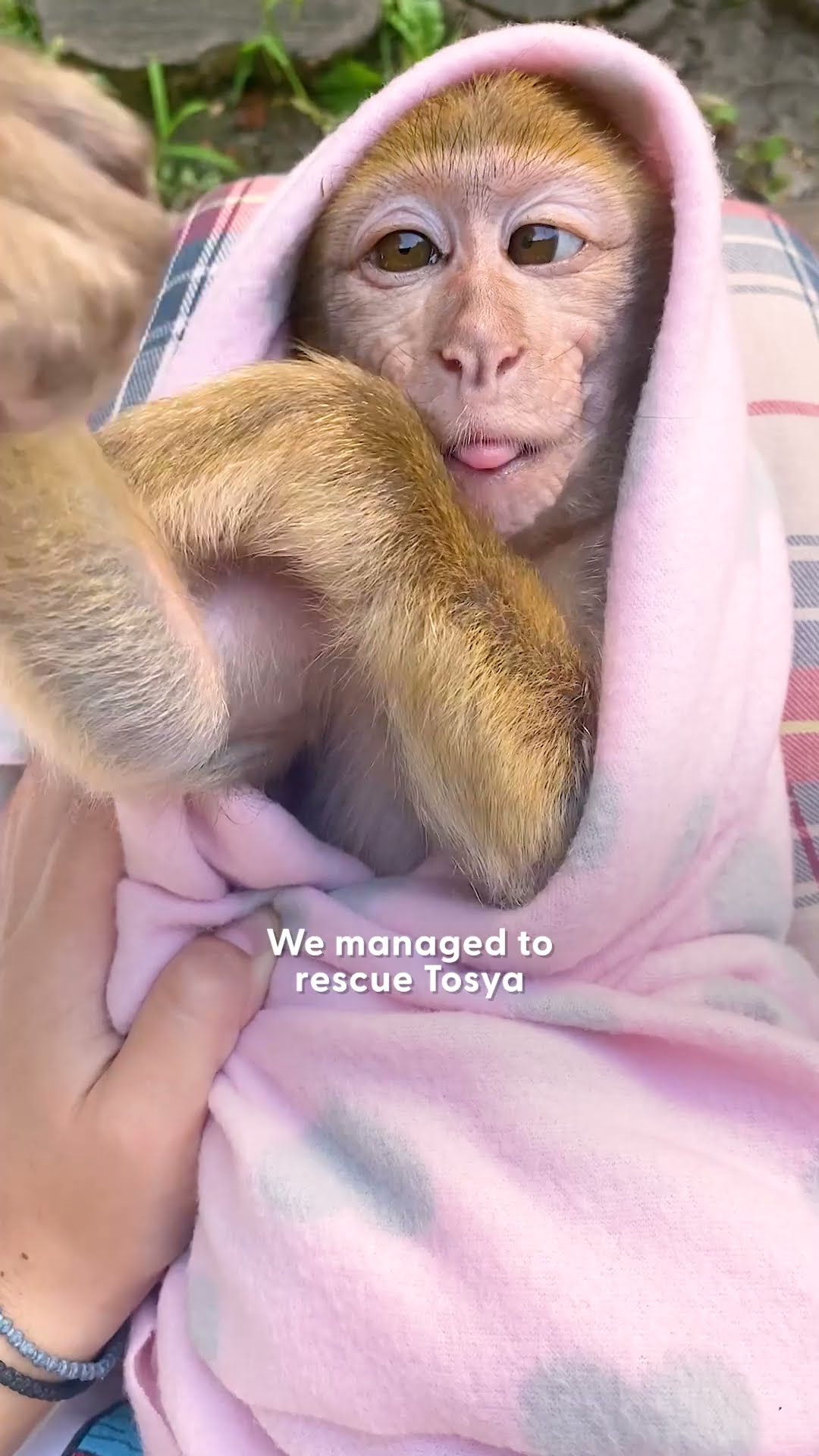 Tiny Monkey Gets Rescued From A Petting Zoo | The Dodo