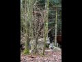 Wolves resting quiet moments in the pack 🐺🌲 / Волки отдыхают — тихие моменты в стае 🐺🌲#wolves