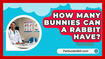How Many Bunnies Can A Rabbit Have? - PetGuide360.com
