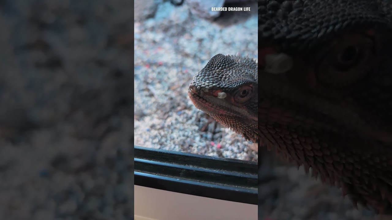 Satisfying Nose Shedding 