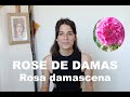 Lhuile essentielle de la rose de damas  rosa damascena et olfaction