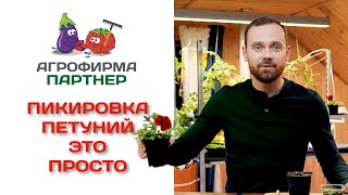 Пикировка петуний - это просто