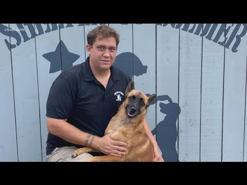 Video: PBS '' Shelter Me 'zet de schijnwerpers op risicovolle huisdieren
