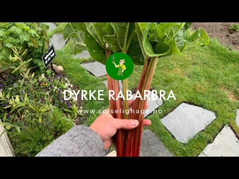 Video: Rabarbra ‘Victoria’-variant: Lær om Victoria Rabarbra dyrking