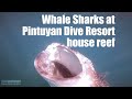 Diving Philippines Leyte #17 - Whale sharks at Pintuyan Dive Resort house reef - Hans-Peter Endler