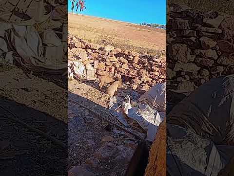 شاهد هذا الكلب الصغير يحاول فك اخيه من القيود