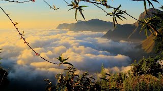 Munnar Top Station View from Chandys Drizzle Drops Resort 🌿 | Breathtaking Sunrise & Misty Hills!