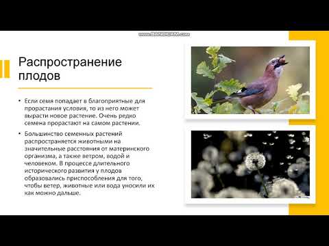 Вопрос: Зависит ли форма и строение плодов от способов их распространения Как?