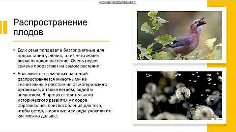 6 класс Плоды и семена Плоды Классификация плодов Распространение плодов Строение семян