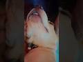 🫣😄 #cute #puppy #comedy #subscribe #trending #viral #shortsfeed #viralshorts #shorts #pets #ytshorts