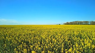 A Walk Along the Ridgeway, English Countryside 4K