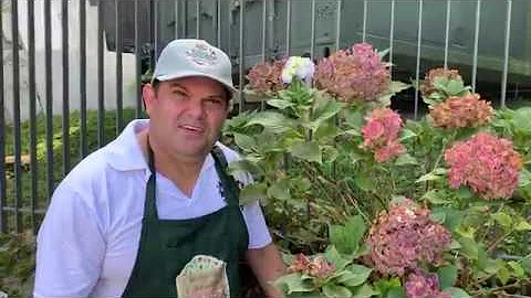 Qual o melhor adubo para as hortênsias?