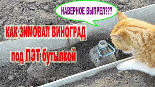 🍇 Как перезимовал САЖЕНЕЦ ВИНОГРАДА под ПЭТ бутылкой?! Неужели ВЫПРЕЛ? Как разогнать саженец весной!