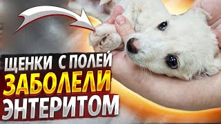 ЩЕНКИ  КОТОРЫХ ВЫВЕЗЛИ  В ПОЛЯ , ЗАБОЛЕЛИ  ЭНТЕРИТОМ😱