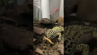 Gecko Eating A Worm