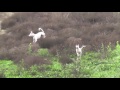 Slo-mo and freeze frame ibizan hounds hunting の動画、YouTube動画。