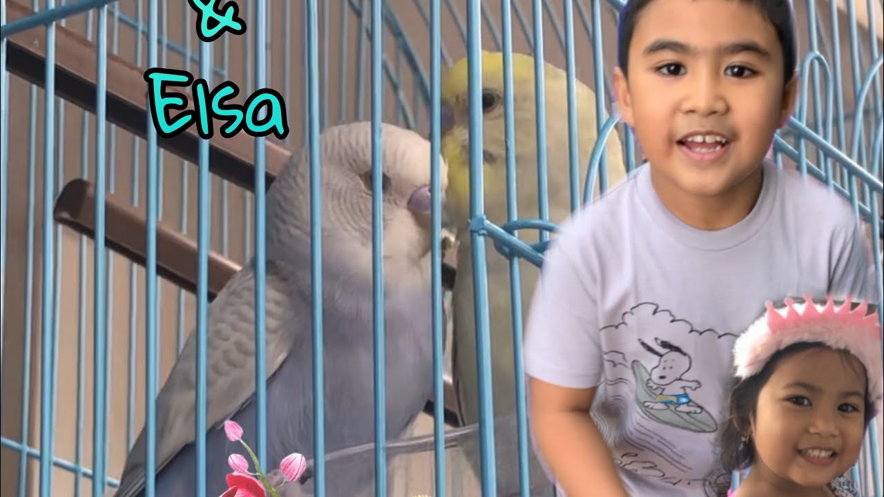 New Pets of Miguel & Sophia / SF VLOG #05 #dailyvlogs #lovebirds 