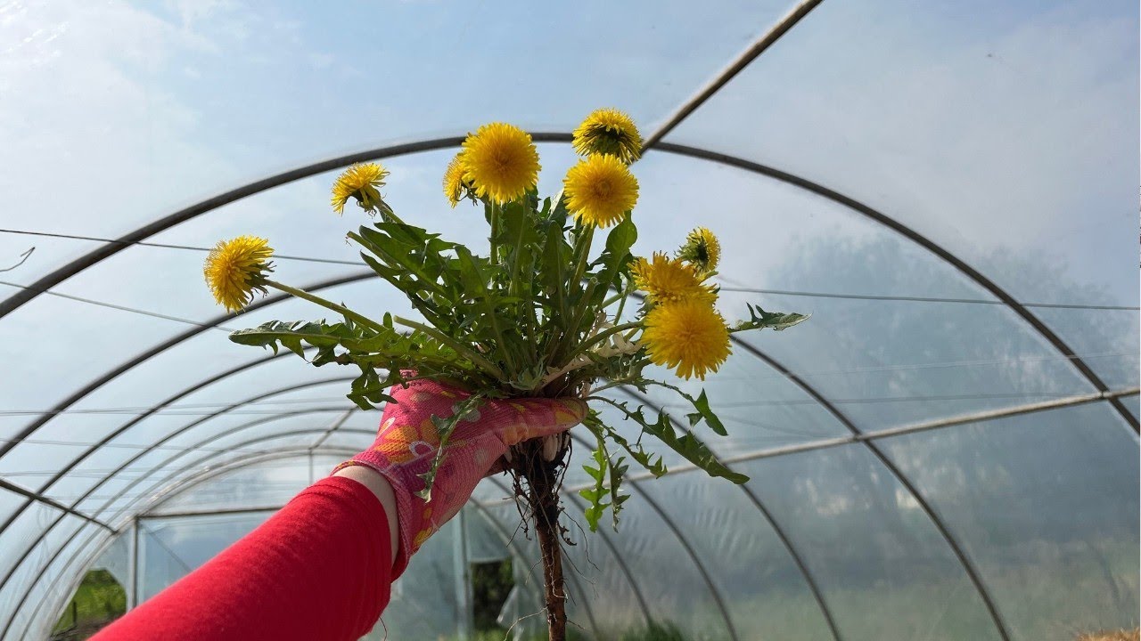 Game-changing PLANT BOOSTER for explosive growth and yield