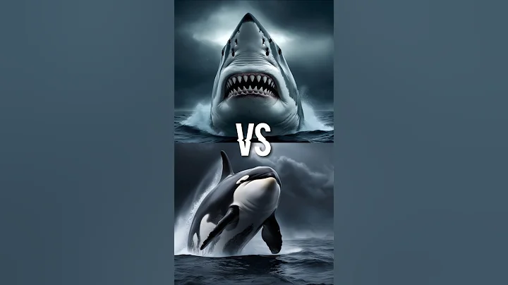 Great White Shark vs Marine animals vs Orca  #animal #seaanimals  #wildlife #orca #shark #whale