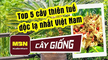 Top 5 cây thiên tuế độc lạ nhất Việt Nam I MuaBanNhanh I Cây giống