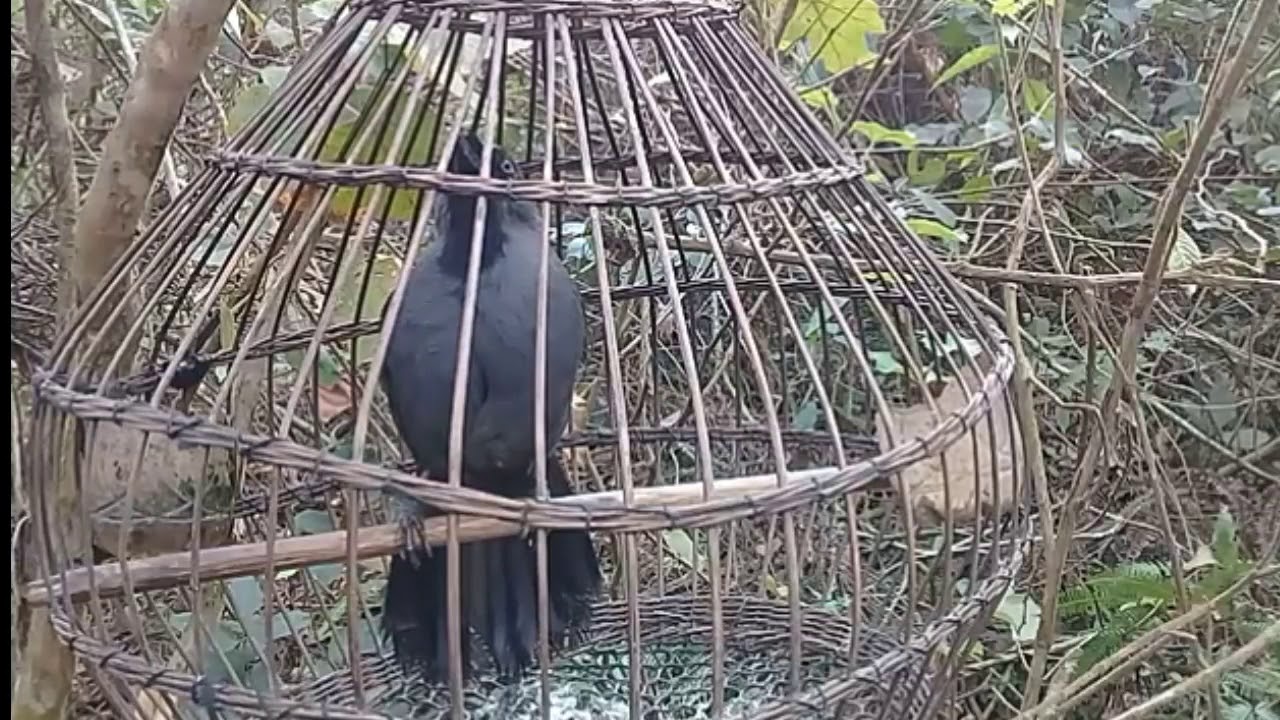 suab noog sab hwb quaj zoo cuab tuaj zoo heev