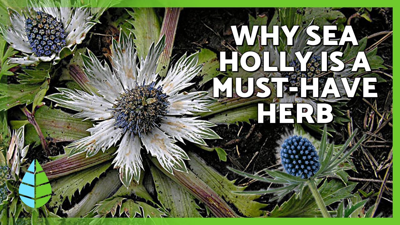 Sea Holly Benefits 🌿 | 7 Medicinal Uses You Should Know!