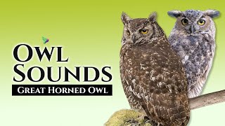 GREAT HORNED OWL🦉15 Minutes With the Best Owl Sounds. #animals #birds #owls by Birds & Sounds of Nature 937 views 4 months ago 16 minutes