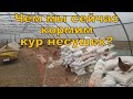 1000 кур - чем мы сейчас кормим кур несушек?