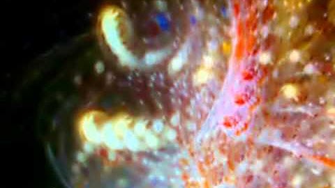 Synaptic Ambience #3: Neuronal Rhythm