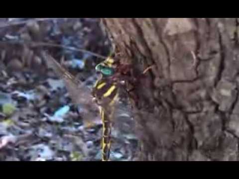 Dragonfly Eating Hornet Alive!