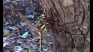 Dragonfly Eating Hornet Alive!