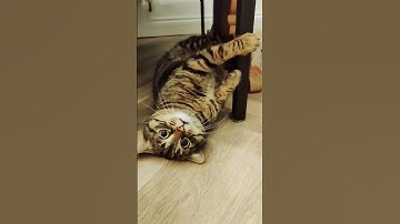 when the catnip finally kicks in🤣 #catnip #cats