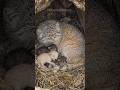 From Wild Orphan to Best Friend #animalrescue #pallascat #goldenretriever #fyp #shorts #heartwarming